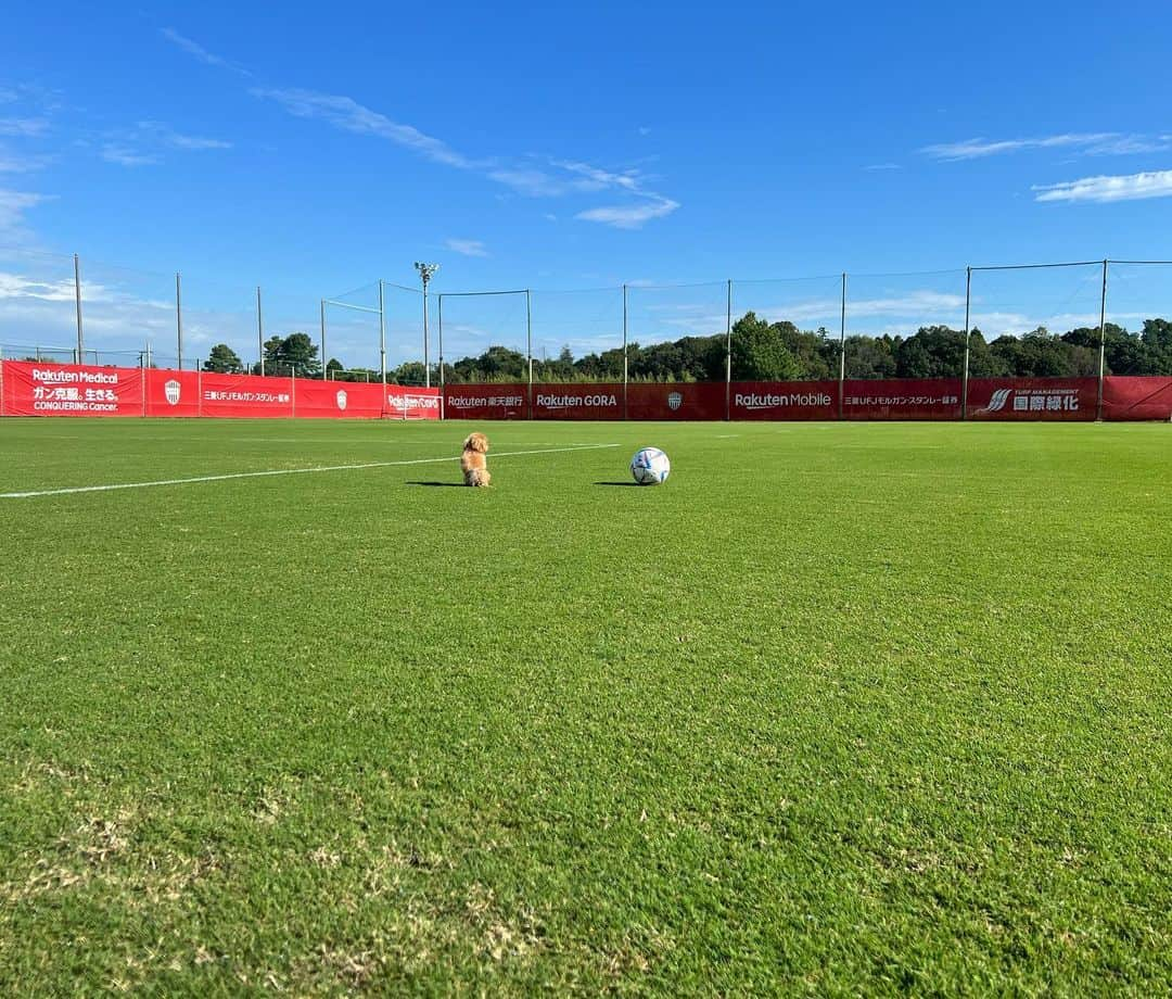 井上潮音のインスタグラム：「愛犬🐶⚽️」