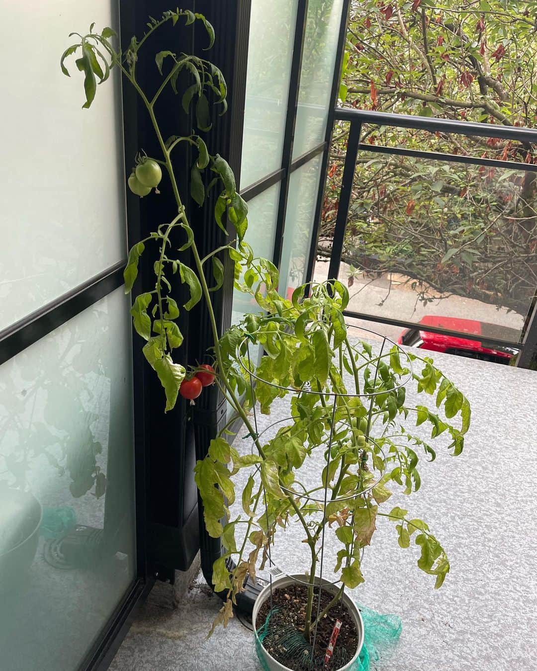 光浦靖子のインスタグラム：「食品の高騰対策で植えたのですが、 ぐんぐん伸びて　 重みで茎が折れて それでも実は赤くなります。 トマトすげえ。  It grew fast and fast. The stems broke. And still the tomatoes turn red . Awesome !!」
