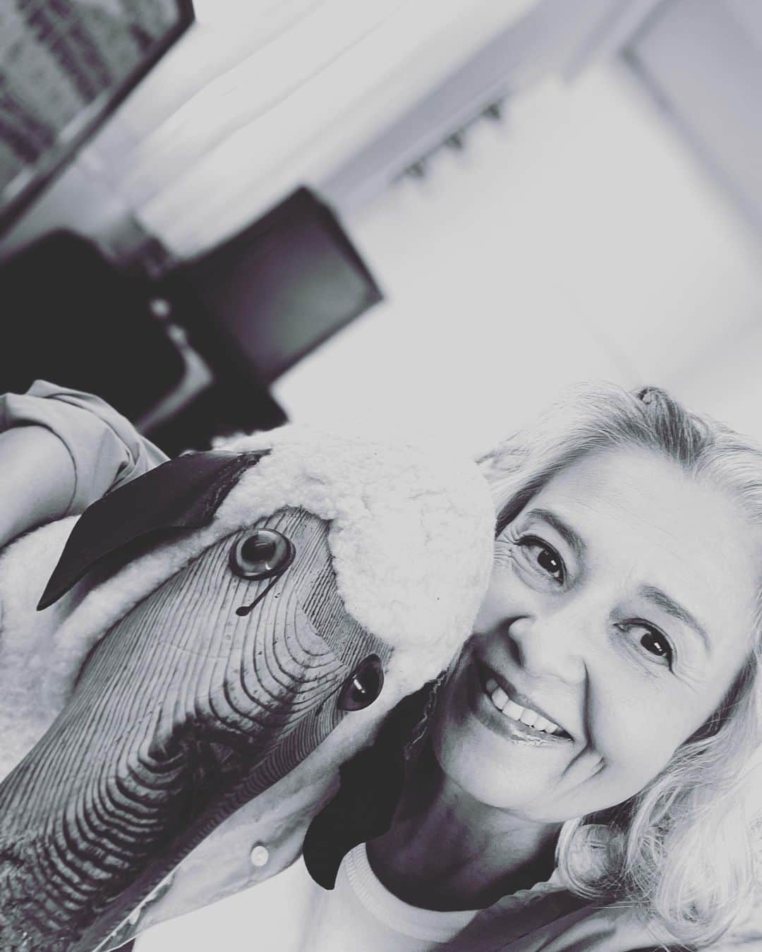のインスタグラム：「🐑未年に生まれたからなのか🤔羊を見る👀と気になります🙄この子はスタジオの隅っこにいた🐑Being born in the year of the sheep I get an urge to investigate when I see one. This one was hiding in a corner of the photo studio😅  🕊Peace & Kindness, may all your dreams come true🕊  #未年 #羊」