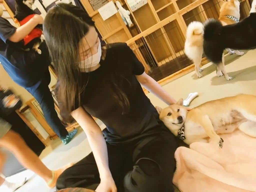 鶴あいかのインスタグラム：「⁡もうひれ伏すしかない…。⁡柴犬カフェに初めて行ってみましたが、あまりの可愛さに悶え苦しんだひと時でした。⁡がぁわぁいいいいい…。  ⁡人間なんて、所詮お犬様の前では世話役の奴隷でしかないとさえ思えた時間でした…。⁡ ⁡⁡至福🐶⁡ ⁡⁡⁡ ⁡ ⁡ #柴犬 #柴犬カフェ #猫派だと思っていたのに犬の可愛いさにも耐えられない  #写真はフラッシュ厳禁のため画像は動画から切り取っております」