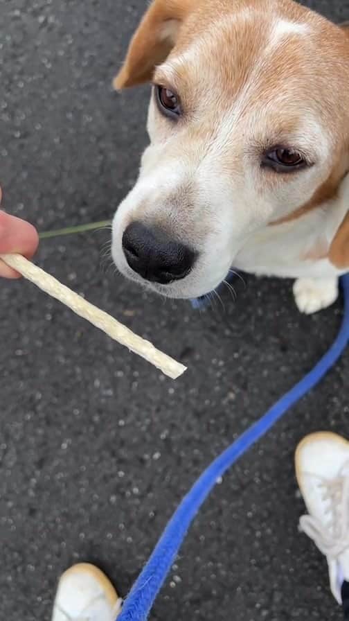 辻怜次のインスタグラム：「帰宅拒否。  He doesn't want to go home.  #dog #beagle #dogstagram #beaglelove #🐶」