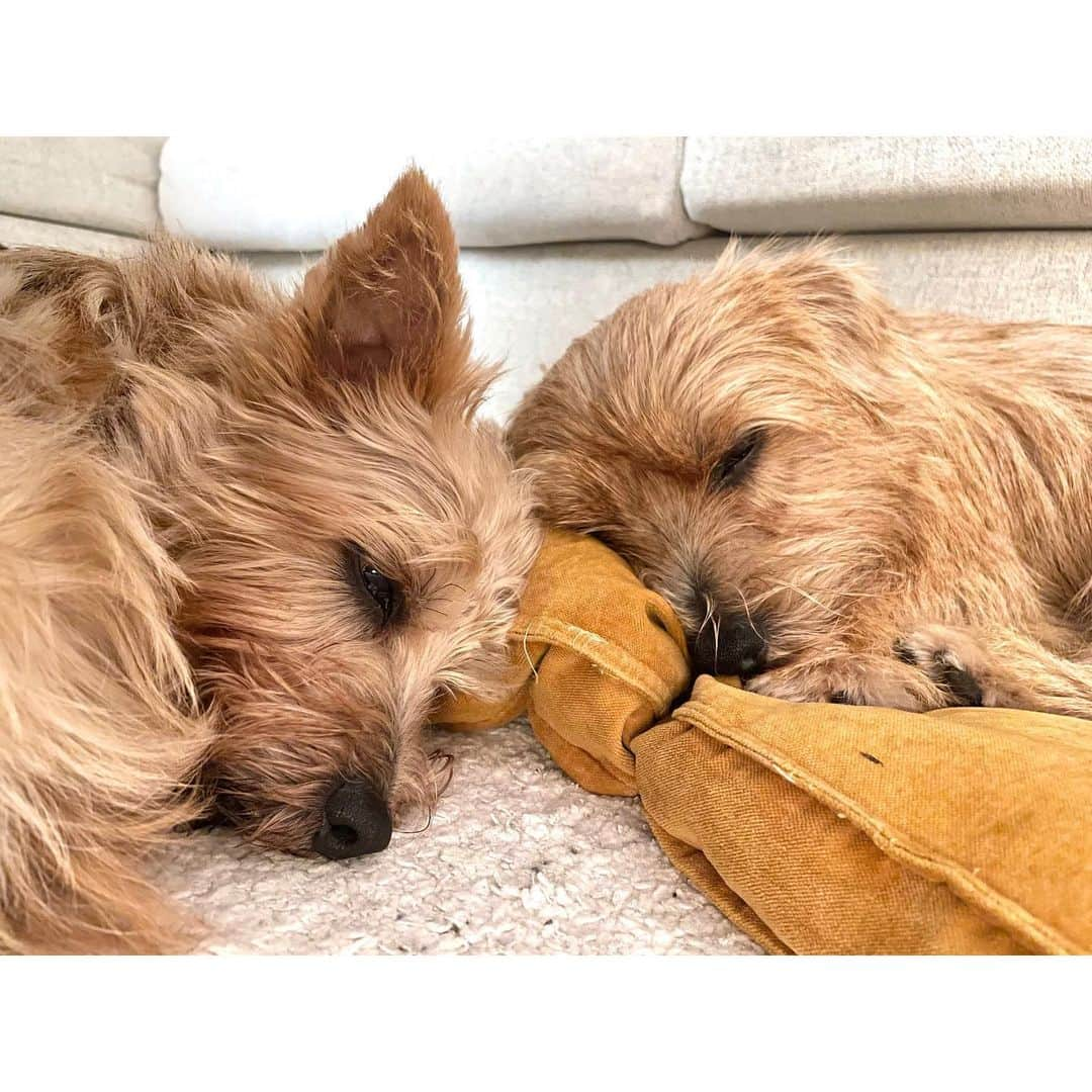 真野恵里菜さんのインスタグラム写真 - (真野恵里菜Instagram)「🐶🐶 ２匹が顔を寄せ合って寝ようとしてました🫧 こんな姿は初めて見たので 嬉しさと可愛さと癒しパワーがすごくて 寝てるだけなのに20枚くらい写真撮っちゃった😂 上から見た２匹の頭も愛おしい！！💓 . . そしてCLASSY.ONLINEにて 今月のレシピ連載がUPされました🍽 ・ほうれん草と人参の胡麻和え ・エビとトマトとアボカドのわさび醤油和え この2品のレシピを書いています！ 胡麻和えは、食材を変えて使うこともできるので ほうれん草と鶏ササミやアスパラと人参 トマトとブロッコリーなどの組み合わせでも活用してる胡麻和えレシピです🤗 わさび醤油和えは副菜としてはもちろん お酒のおつまみにもなるんじゃないかな🍺 レシピを見て作ってもらえたら嬉しいです！！ 連載記事はストーリーハイライトの連載②にリンクがあります🗒 . . さーて！今日は何を作ろうかな？？🤔 #犬のいる暮らし #連載 #わんこず」10月10日 18時20分 - erinamano_official