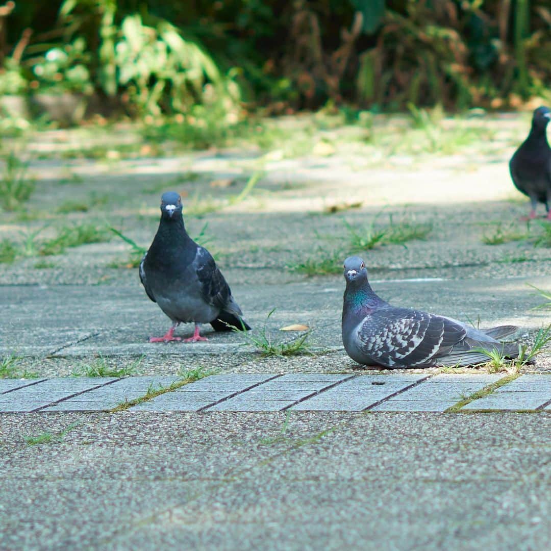 のインスタグラム：「鳩　鳩　鳩こわ」