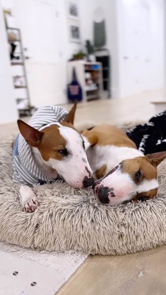 Lauren Riihimakiのインスタグラム：「welcome Diggy, our sweet 7 year old boy 🥹💖 #minibullterrier」