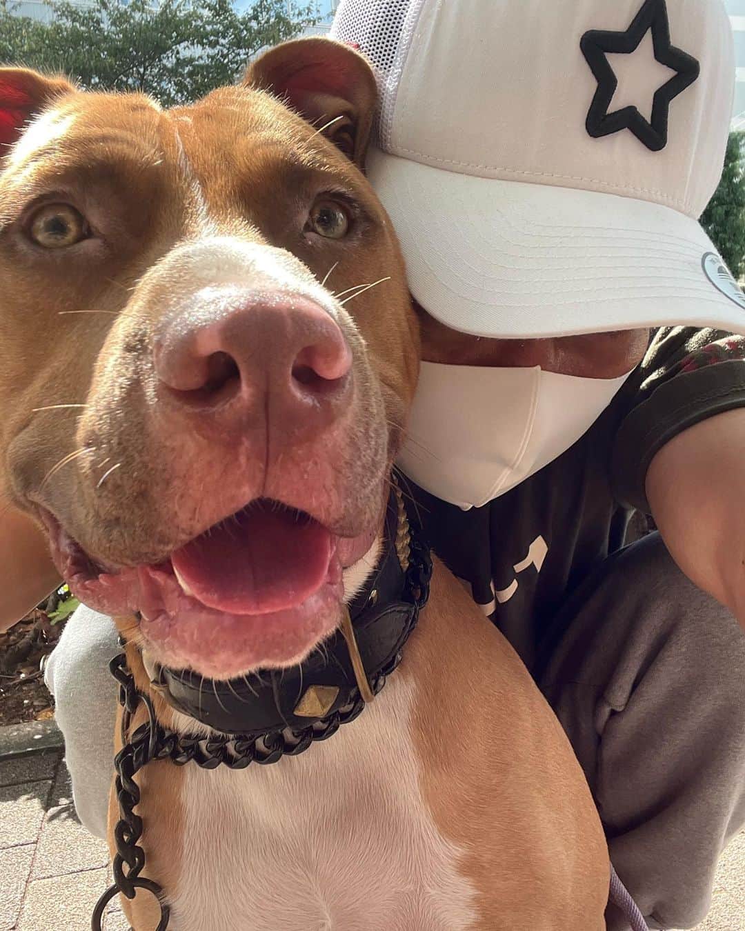 山口祥行のインスタグラム：「天気が良いからなー🐶 #いぬすたぐらむ」
