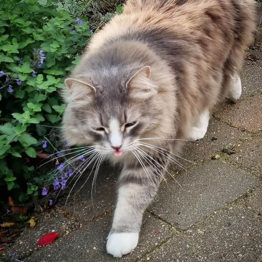 Nila & Miloのインスタグラム：「Tiny tongue out Tuesday. 😂😍 #tongueouttuesday #siberianforestcat」