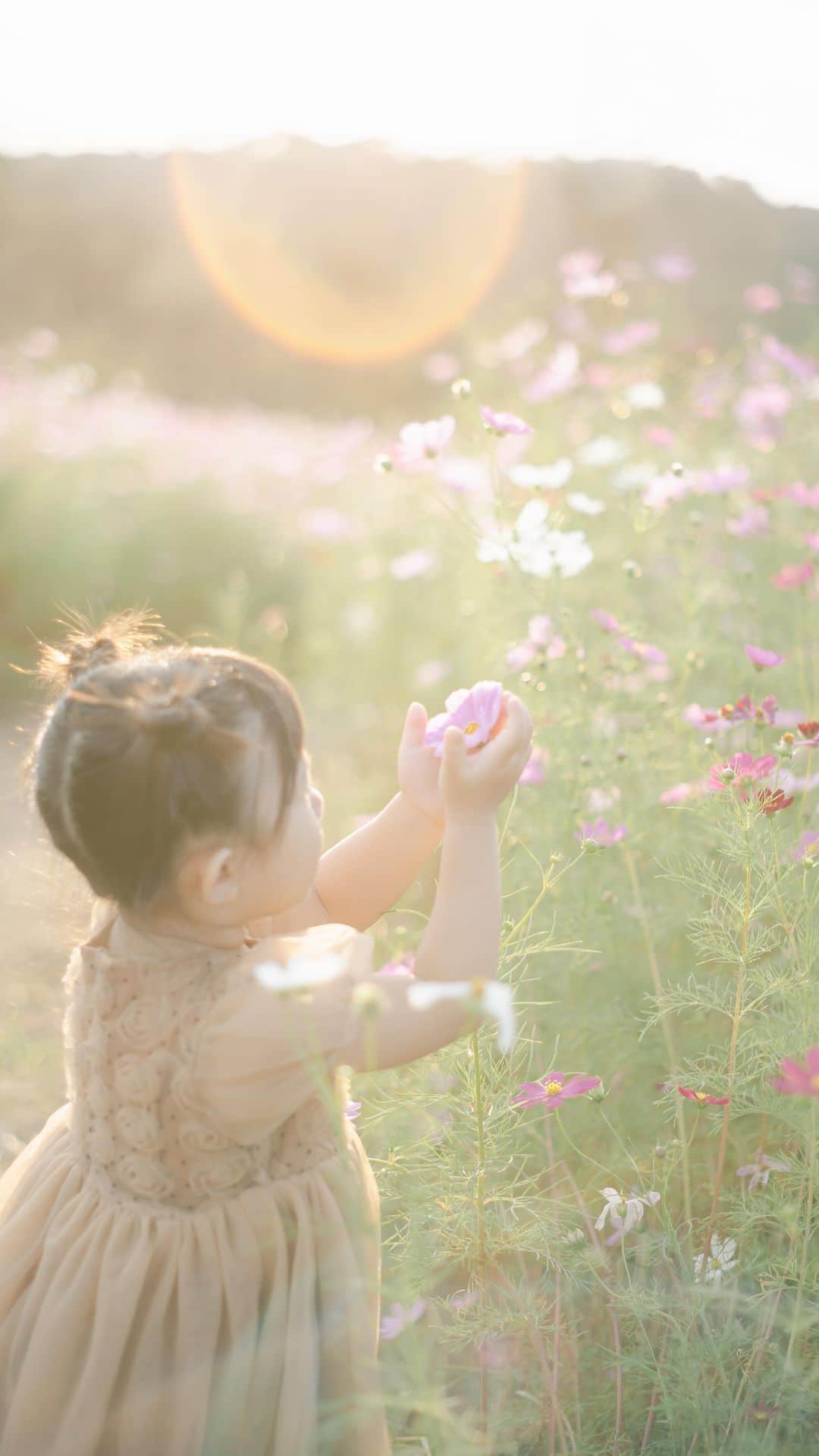 藤田可菜のインスタグラム：「#愛娘  どんなに光が美しくても 綺麗な花があろうと 撮影の気分じゃない時の3歳児。  「インスタ見てます！ 娘さん被写体とっても上手ですね」  とお褒めの言葉をいただくのですが、、  ご覧の通り普通の3歳児です。  娘と写真を撮りに行ったら 娘の今日の気分に合わせる！がモットー。 なんも撮らずに帰る日もあります😂  ただ美しい景色みながら 手を繋いで散歩して 気が乗ればラッキーな感じです。  お願いしたいポーズや 表情はたくさんあるけど なにより、 好きなことしてる 自由な表情が一番可愛い。  #私と娘のお出掛け記録 #日常をドラマチックに #動画で残す我が子の記録 #3歳女の子」