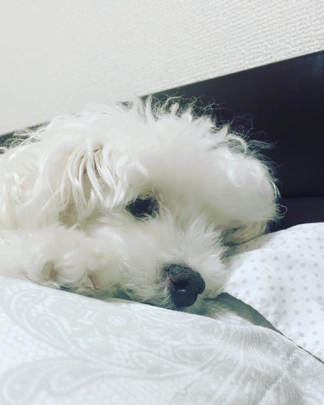 熊切あさ美さんのインスタグラム写真 - (熊切あさ美Instagram)「今日はビール飲んで寝よう☺️🍜🍻 ちびわんたちとのんびりタイム🐶 #愛犬　#dog #toypoodle  #トイプードル  #犬のいる暮らし」10月12日 0時16分 - asami_kumakiri