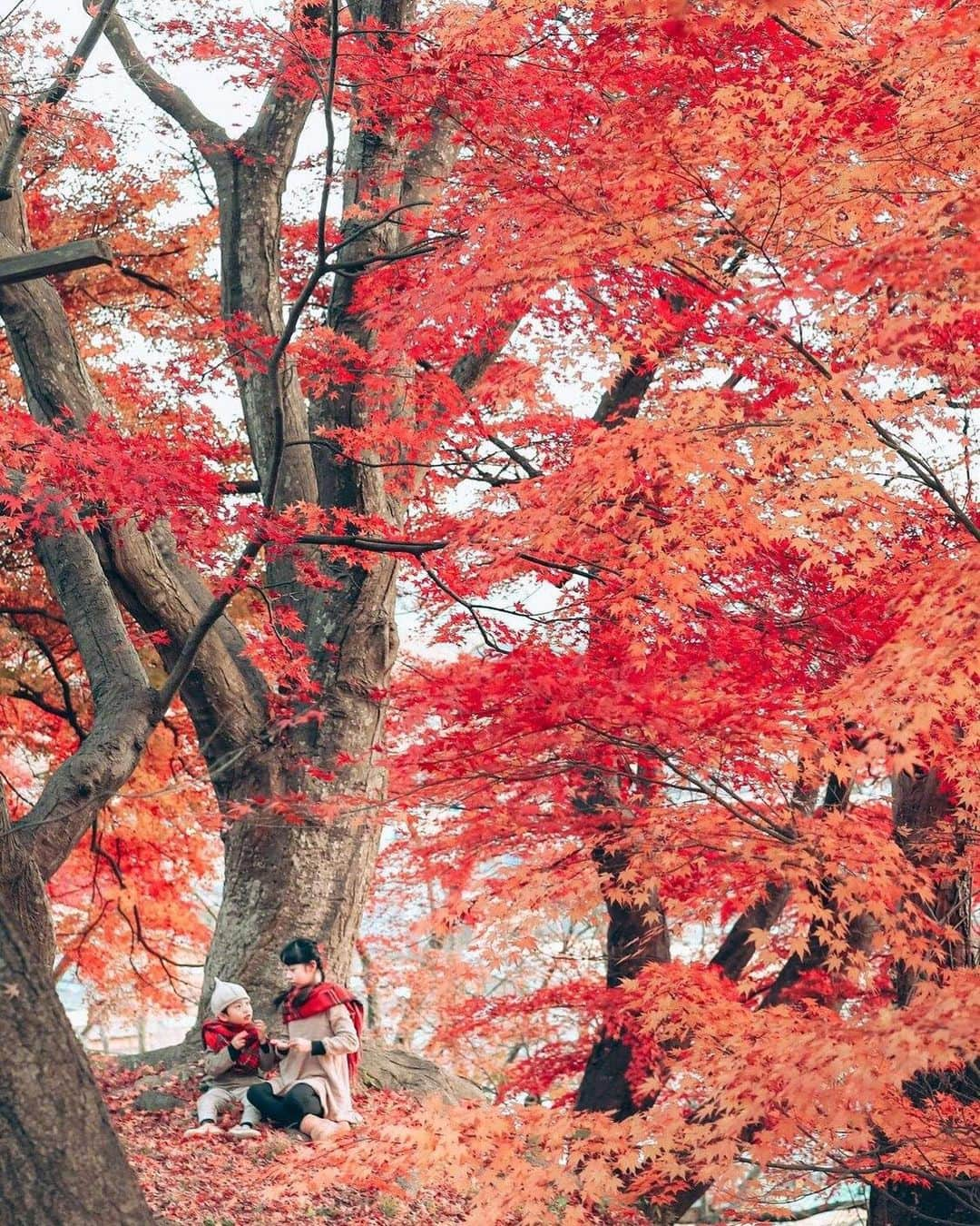 Stayway女子のインスタグラム：「【📍山形県・南陽市】 ——————————————— 東北随一の紅葉の名所として知られる山形県の #烏帽子山公園 （えぼうしやまこうえん）  例年10月下旬〜11月中旬に見頃を迎えます🍁 ——————————————— 素敵な女子旅をされている方をご紹介させていただきます！✨ こちらの写真は @____amerinco____ さんがアプリへ投稿してくださいました😄魅力が伝わってくる素敵な投稿ありがとうございました🎵 ⁡ #Stayway女子旅 というハッシュタグをつけて是非投稿してください♪ Instagramにてご紹介させていただきます！ ——————————————————— AppStore又はGooglePlayで「stayway」を検索！トラベルクリエイターがリアルな口コミを情報発信！エリアでの絞り込みや位置情報でも投稿を探せます😌  ステキなお出かけや旅の思い出を記録していきましょう🎵優先的にインスタでシェアさせていただきます！ ——————————————————— 真っ赤なもみじが美しいことで有名な烏帽子山公園。レトロな橋とあいまってとても美しい景観をつくっています。落葉がはじまると橋の下の階段は真っ赤な絨毯に覆われます。ここに来ると、子供達は橋の上から葉っぱを落とす遊びに熱中します（笑） ————————————————— #stayway_girls #stayway_yamagata #山形観光 #山形旅行 #東北旅行 #東北観光 #南陽市 #紅葉狩り #女子旅 #東北女子旅 #東京カメラ部 #旅行好き #国内旅行 #プチ旅行 #週末旅行 #フォトジェニック #フォトジェニックスポット #映えスポット #絶景スポット  #山形女子旅 #秋旅行 #紅葉の名所」