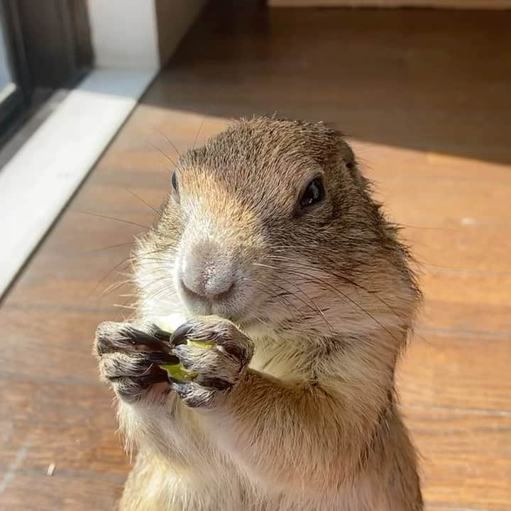 cocoのインスタグラム：「去年の今頃の #sobaちゃんの思い出  2枚目はあまりに💩だから未公開だった秘蔵映像 毎日こんなふうにお掃除を手伝ってくれてました😊 (右側に大きなベッド、左側はメッシュの下にペットシーツを入れてあり、まずはこうやって💩を集めてから掃除してました。ちなみに底の木の板は冬にヒーターを入れる空洞を作るためのものです。)」