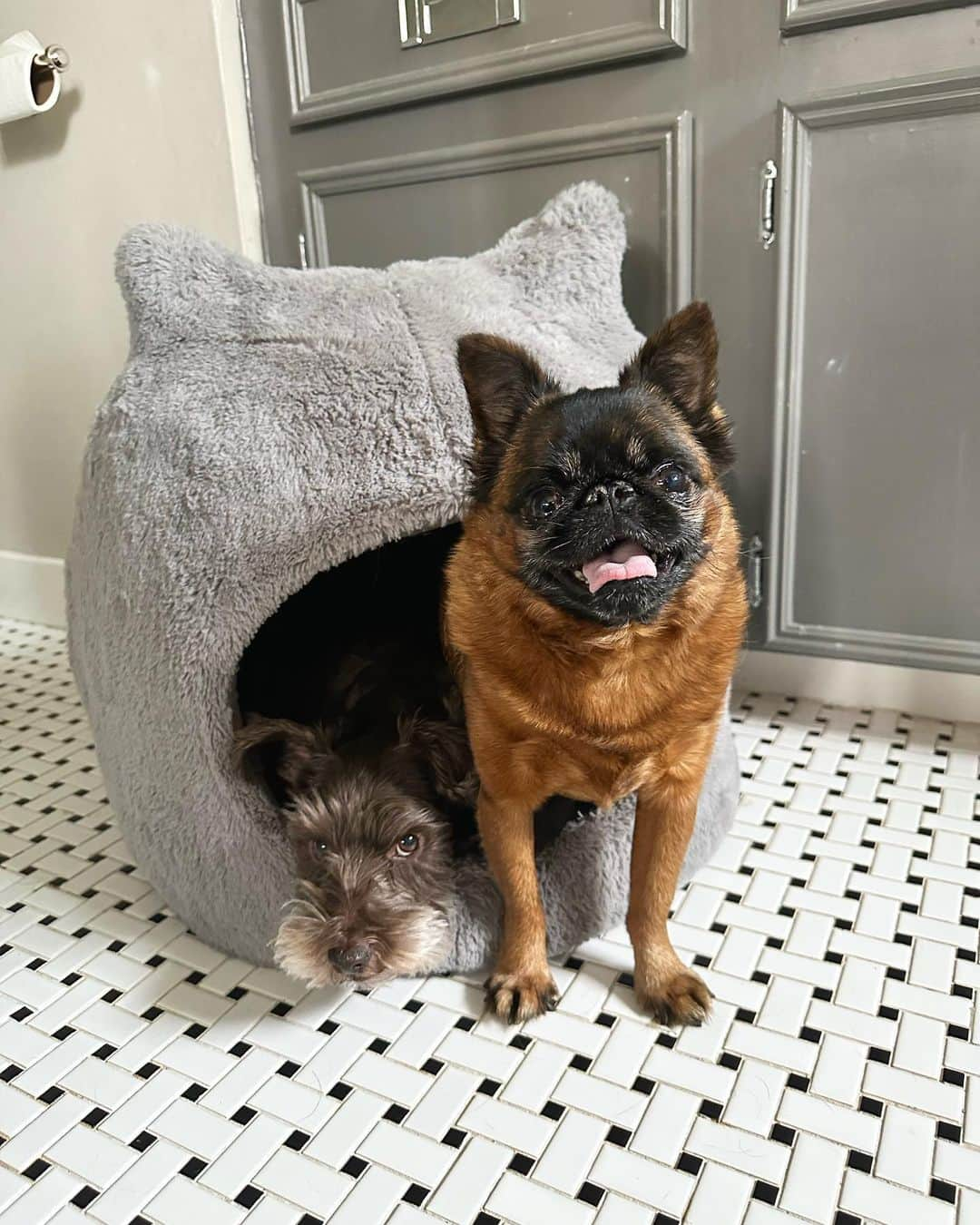 BING & WALTERのインスタグラム：「Dogs have taken over the cat bed」