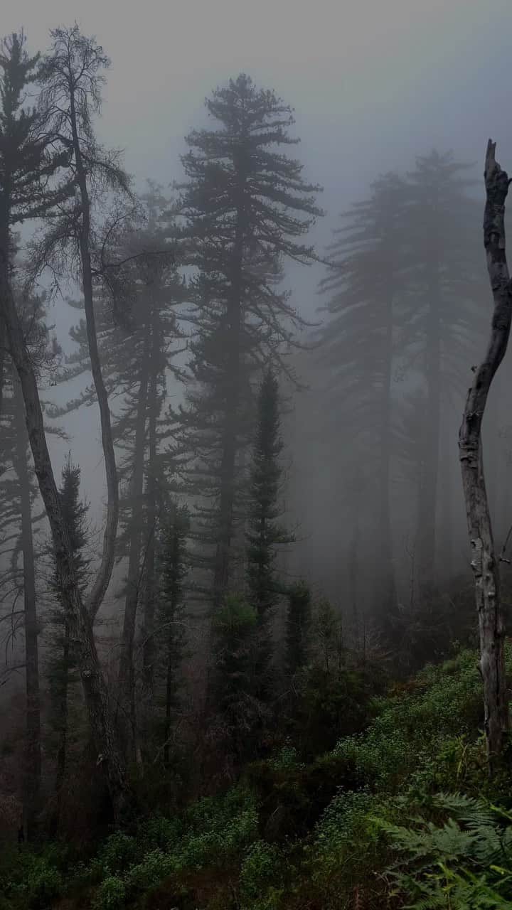 Sarahのインスタグラム：「The fog feels like a thin transparent veil that some type of airy creature soon will walk out of and greet you with good or bad intentions…」