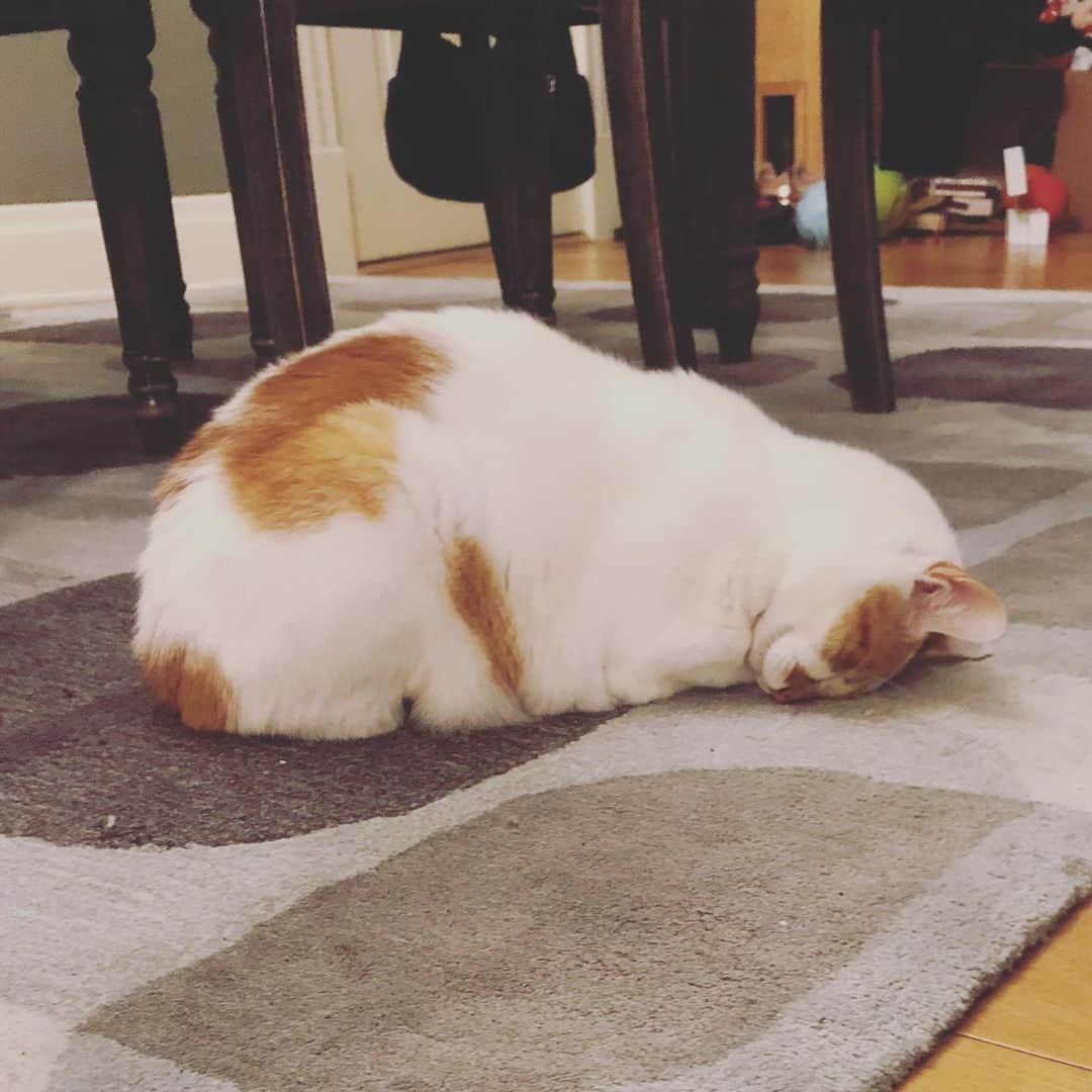 Richard Kittyのインスタグラム：「Me after a long day. 😂」