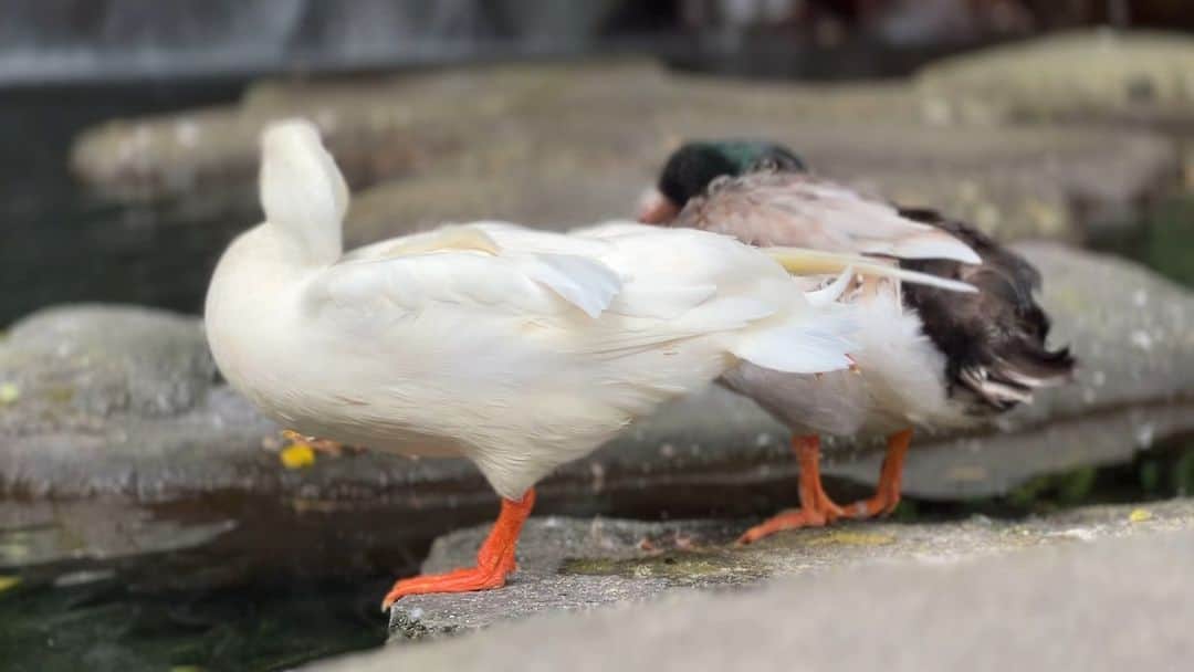 【公式】箱根湯本温泉 天成園のインスタグラム