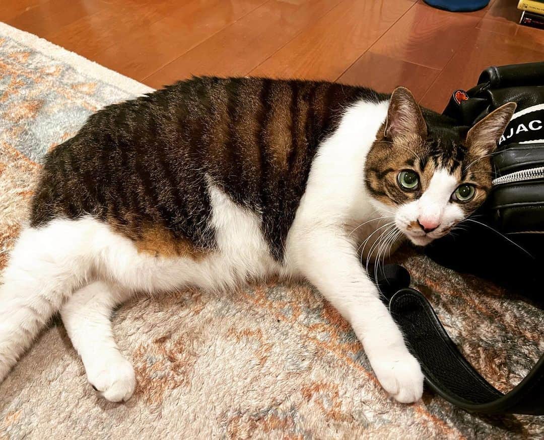 門倉聡のインスタグラム：「床暖房猫😸  #床暖房猫」