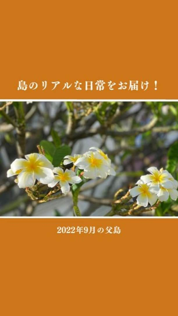 小笠原村観光協会のインスタグラム：「【島の日常をお届け！】2022年9月の父島  小笠原諸島の父島の生活ってどうなの？ 観光の楽しみ方は？ 月ごとの小笠原はどんな感じなの？  そんな様々な疑問にお答えできるように、父島の日常やイベントなどをお届けするこの企画！ 今回は「2022年9月の父島」をお届けします！！  9月は、 島民の夏休み♪ 台風シーズン到来！ 秋の訪れ 輸送艦   などがありました😃  #小笠原  #小笠原諸島  #父島  #ogasawara  #boninisland  #ogasawaraisland  #島暮らし  #小笠原の日常  #離島暮らし  #ここも東京  #船で24時間  #台風  #海上自衛隊 #くにさき #夏休み  #夏休み旅行  #海  #海水浴  #シュノーケリング  #ダイビング  #diving  #海のある生活  #boninblue  #ボニンブルー  #イルカ #ドルフィンスイム  #ミナミハンドウイルカ  #秋 #ogasawalove  #9月の小笠原」