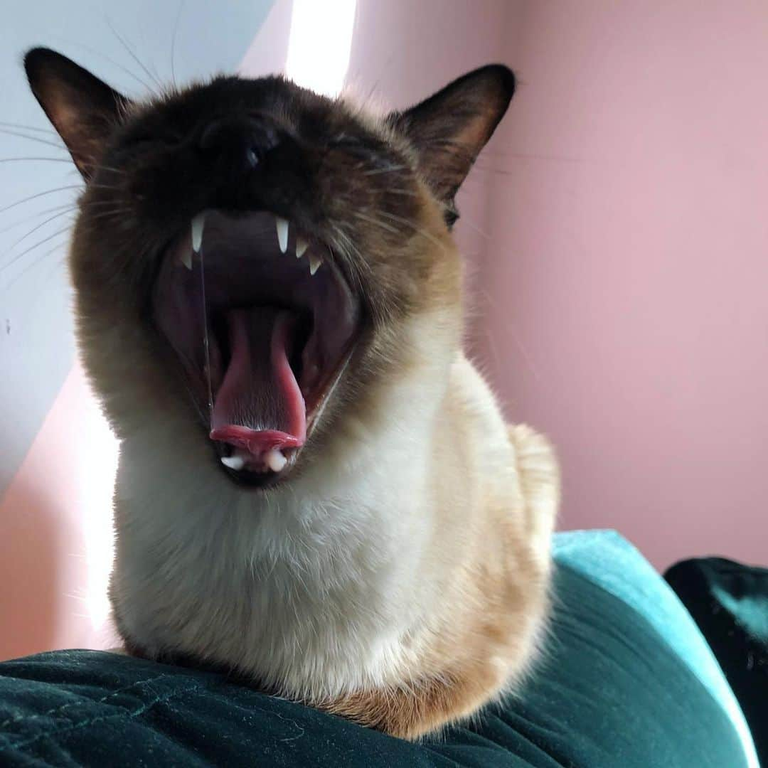 ブライオニー・ペイジのインスタグラム：「👆🏻My cat cheering when I told him the good news:   I’ve been selected to compete at this year’s World Championships for the 🇬🇧 trampoline ladies team alongside @izzy.songhurst @louisebrownsey. Izzy and I will be competing in the synchronised event too!! 👯‍♀️   Congratulations to everyone who has been selected across the three disciplines to World Champs and WAGC and wishing you all the best for a great last few weeks of prep training! 💪🏻   Thank you again for everyone’s continued help, support and belief in me. ♥️」