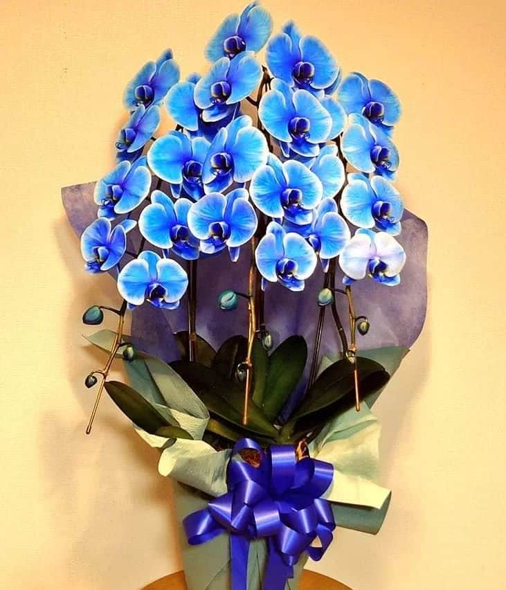 有本香のインスタグラム：「ありがとうございます💙 珍しい青の胡蝶蘭。「ブルーエレガンス」というそうです。」