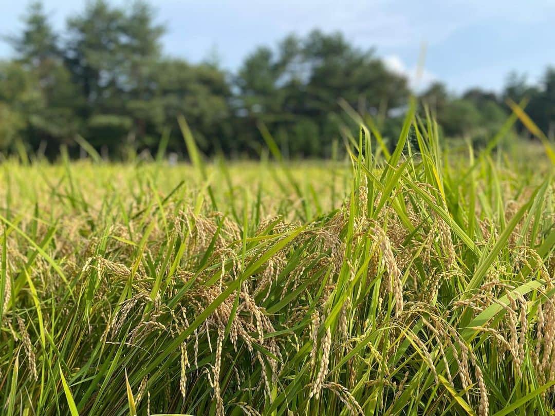 のインスタグラム：「先日ご縁があって岩手県で稲刈りをさせて頂きました。初めてで慣れない点も多々ありましたが、園長指導のもと稲刈りと刈った稲束を自然乾燥用に組み上げる“穂仁王(ほんにょ)”の仕立てを行いました。作業は農園の皆さんが一応アスリートである自分に気を遣ってくださったようで笑、広い敷地の中でも比較的足場の良い所を残してくれていたそうです。...が、それでもぬかるんだ足場での作業は想像以上の労力でした。  聞くところによると、約2週間かけゆっくり自然乾燥させたお米はコンバインで一日で処理された物と比較してやはり甘くて美味しいそうです。それにも関わらず、労力の問題でどんどんと自然乾燥米を作る農家が減ってきています。”ほんにょ“の立ち並ぶ美しい原風景を眺めながら、この景色と美味しいお米を自分達はいつまで味わうことができるのだろうかとつい考えてしまいました。  ともあれ皆さんぜひ一度、生の稲束を抱えてみてください。ちゃんとご飯粒の香りしますから。もはや農家の方にとっては当たり前かもしれませんが、手作業だから感じることのできた実感です。  時代の流れと共に様々なものが効率化されている中、今も守られているこの貴重な里山での作業を通じ、効率性だけでは測れない豊かさを感じずにはいられませんでした。  新米たべるぞ-！  ＃岩手　#thecampus  #うたがき優命園」