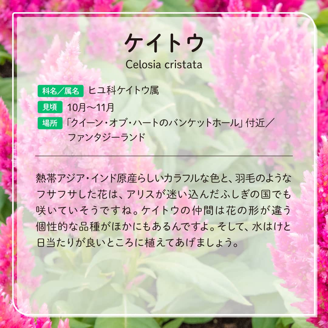 東京ディズニーリゾートさんのインスタグラム写真 - (東京ディズニーリゾートInstagram)「🌿 #花と緑の散策 🌿 これからの季節に東京ディズニーランドで見ることができる植物をご紹介します🎶  #celosiacristata #queenofheartsbanquethall #fantasyland #tokyodisneyland #tokyodisneyresort #ケイトウ #クイーンオブハートのバンケットホール #ファンタジーランド #東京ディズニーランド #東京ディズニーリゾート」10月13日 13時55分 - tokyodisneyresort_official