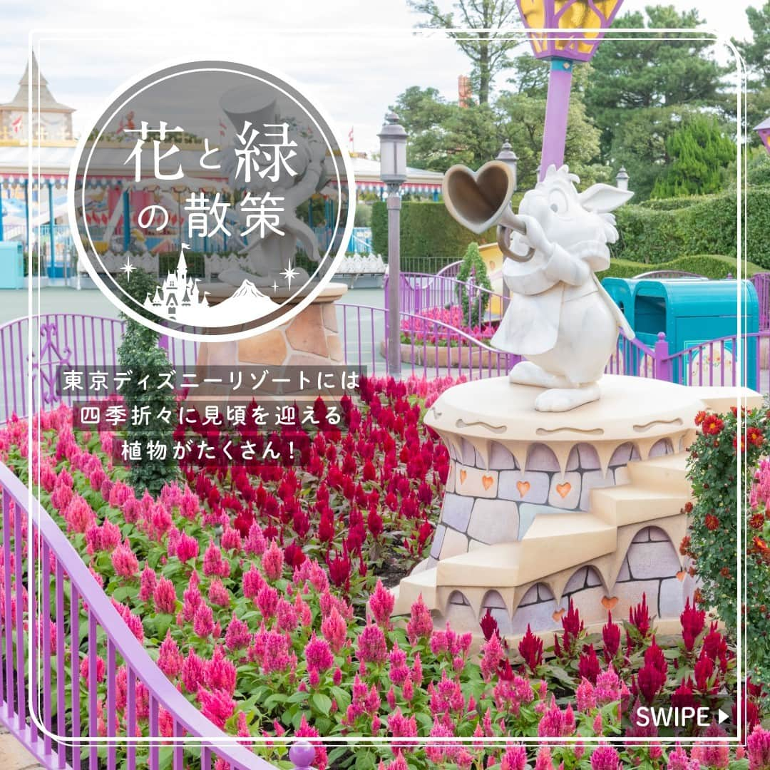 東京ディズニーリゾートのインスタグラム