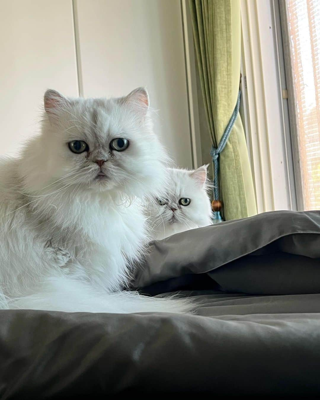 12 Chinchilla Persianのインスタグラム：「Double trouble 👯‍♀️ Yuri and Ai ❤️  #sissy #catsofinstagram #weeklyfluff #persian」