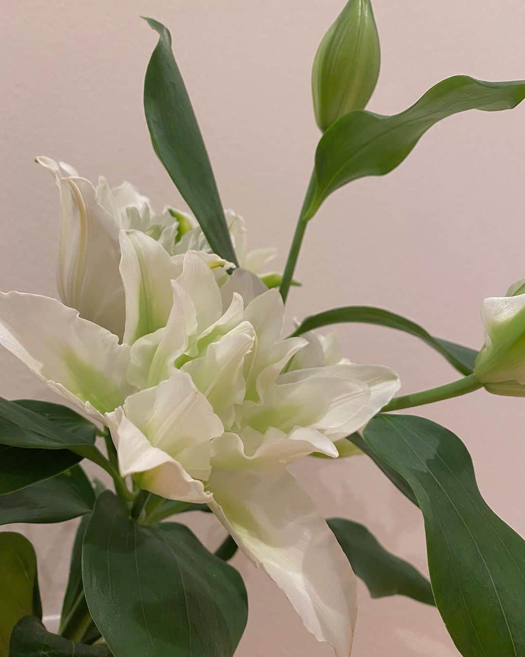 花野じゅりあのインスタグラム：「⁡ ⁡ ⁡ ⁡ ⁡ お花屋さんで一目惚れした、八重咲きの百合 ⁡ ⁡ ⁡ 一本で花束のように華やかで、ひらひらと風になびくように重なる花びらが美しく、爽やかな香りがお部屋を彩っています ⁡ ⁡ ユーカリの枝は色形が好きでよく飾ります ⁡ この枝はすっきり背が高くて、飾った時の百合とのバランスが気に入っています ⁡ ⁡ さりげなくほっこりとした雰囲気をだしてくれているカンガルーポーは、お店の方からおまけでいただきました ⁡ 飾ってみたらカンガルーポーがあるほうが素敵 嬉しいなぁ ⁡ ⁡ 少しずつ外が寒くなってきたので、お部屋の景色が優しいと癒されます ⁡ ⁡ ⁡ みなさま、温かくしてお過ごしくださいね ⁡ ⁡ ⁡ ⁡ ⁡ ⁡ ⁡ ⁡ ⁡ ⁡ ⁡」