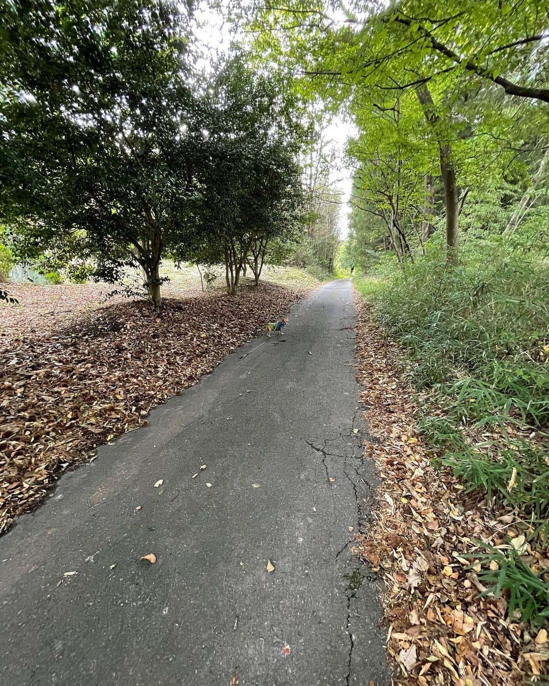 のインスタグラム：「🍂👟自分なりの良いペースで、出来るだけ毎日、歩くようにしています🥾目標は60分🐕🐾Ozzy見えますか⁉️ 🍁👟Trying to walk briskly 60 minutes per day🐕🐾Can you see Ozzy❓🥾  🕊Peace & Kindness, may all your dreams come true🕊  #iamozzy🐶 #散歩 #散歩道 #別荘ライフ #別荘暮らし #健康生活 #ilovejapan」