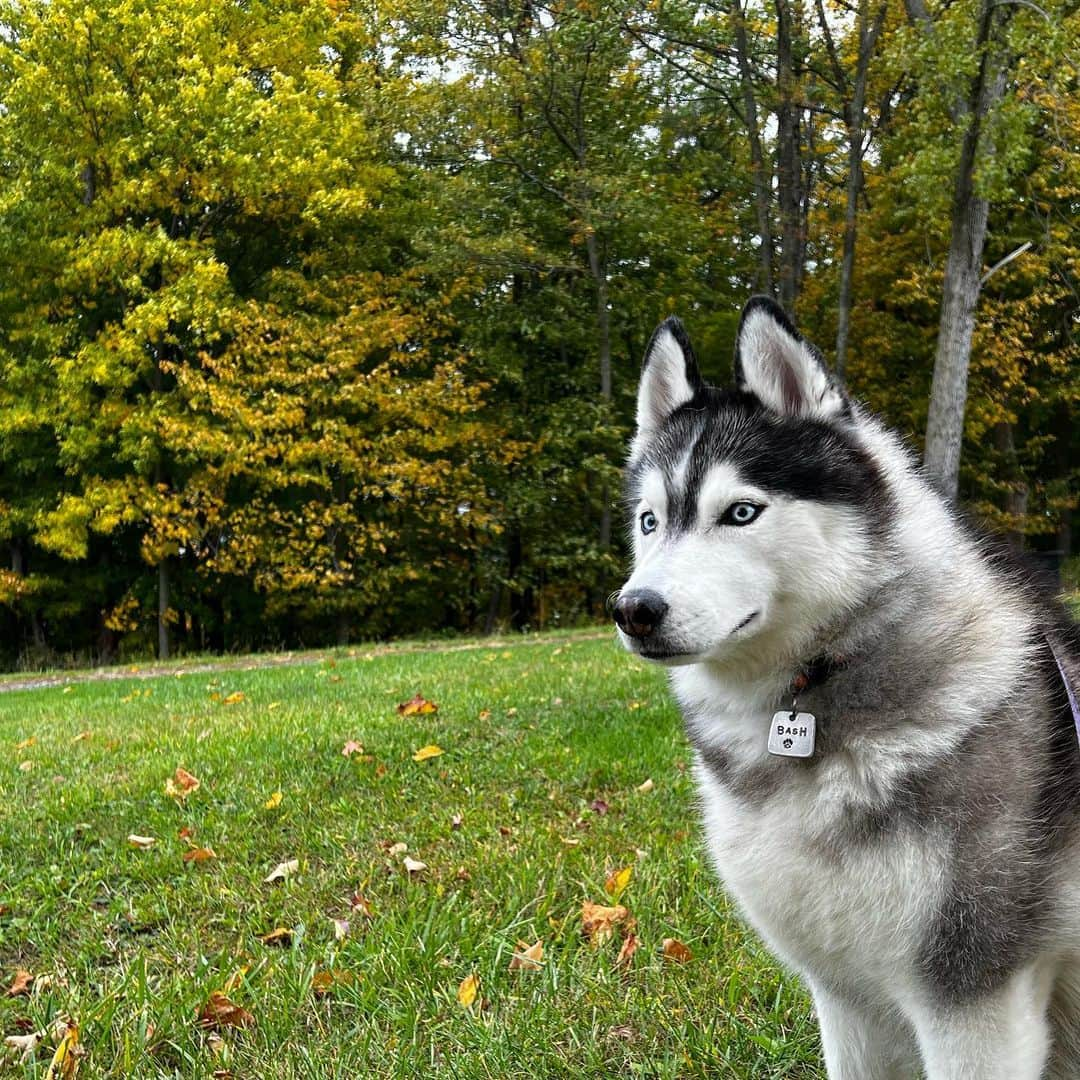 イナキョウコさんのインスタグラム写真 - (イナキョウコInstagram)「Thank you to all who reached out to wish me a Happy Birthday! I had a great day including a beautiful fall hike with these two 🐾 🍁❤️」10月14日 0時43分 - inakyoko