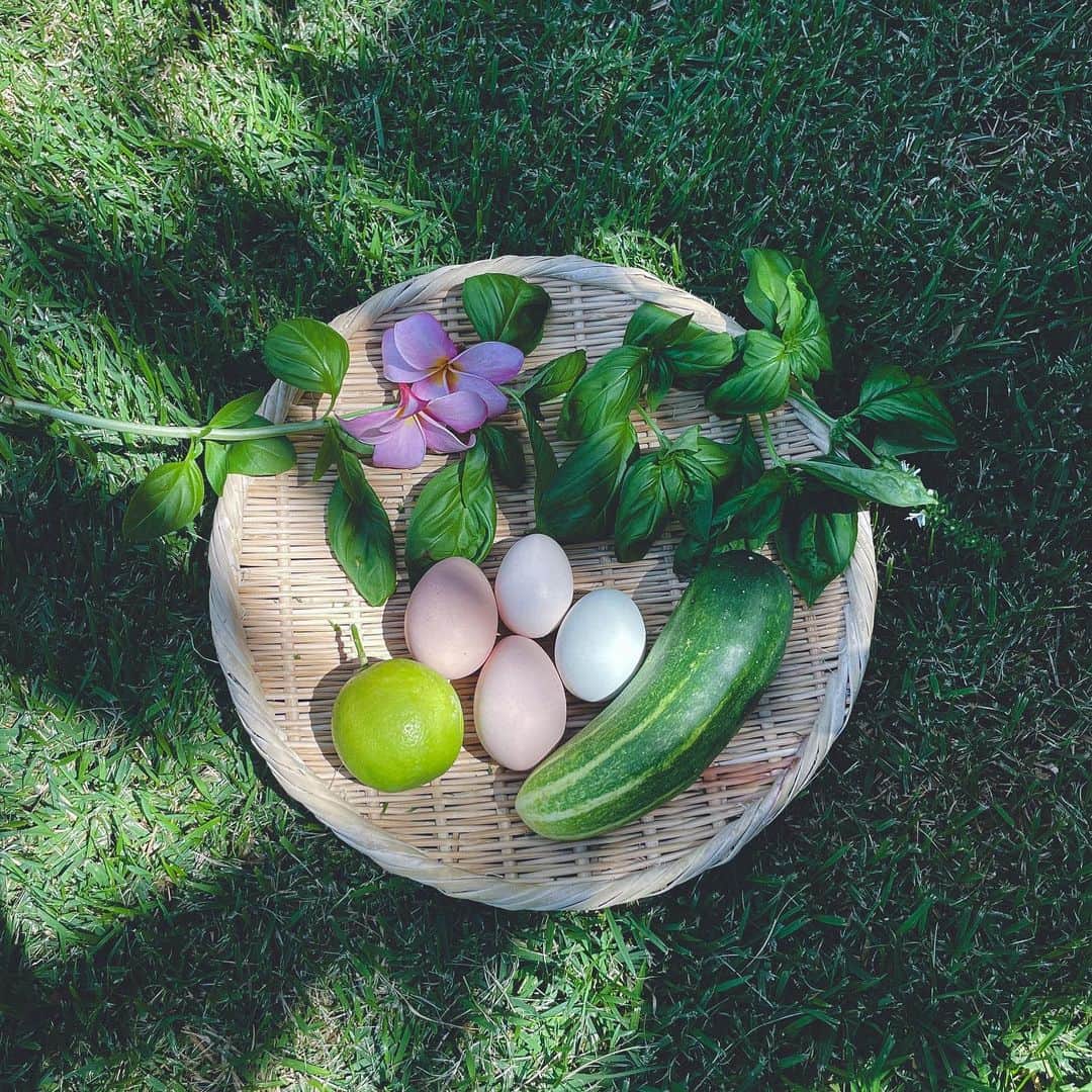 のインスタグラム：「本日のお庭からのいただきもの🤍 🐔🥚🌿🍋🥒🌼  Have a blessing day🧚🏻✨」