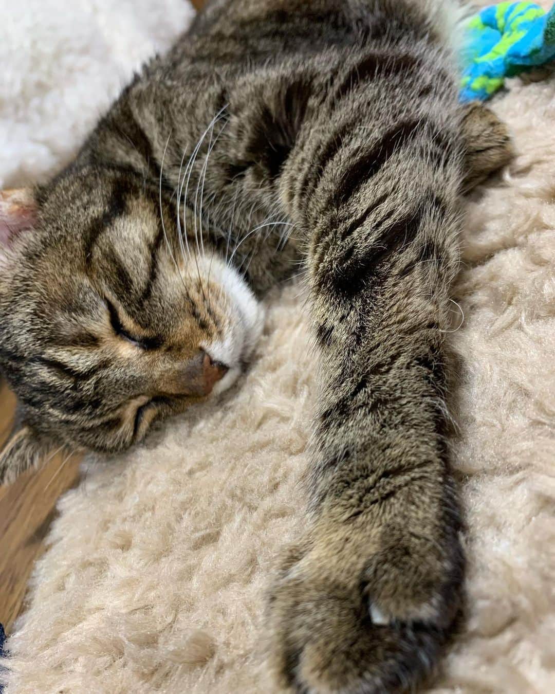 のインスタグラム：「いっちゃん🐈‍⬛  寝てると 邪魔して起こしたくなる笑笑  #ねこ #かわいい#寝顔#いやし #いち #お口から魚のにおいする#寝息が聞こえる#寝言も言うてる」