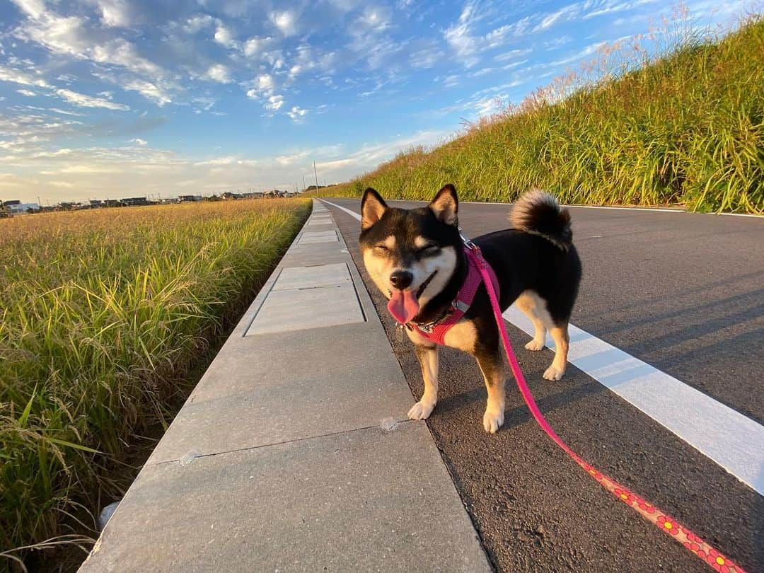 佐藤美央里さんのインスタグラム写真 - (佐藤美央里Instagram)「#今日のゆめこ 🐕🖤 10月も半ば、今年も残り少なくなりましたね‼︎最近は秋らしい天気が続いててお散歩も気持ちいいです🌾✨ 　 我が家の新居もそろそろ完成ということで、また新たなスタートです✊✨引越し後の荷解きのことを考えると憂鬱ですが笑笑 周りの人達に支えてもらい、充実した日々を送れることに感謝です😊」10月14日 23時43分 - miori_sato14