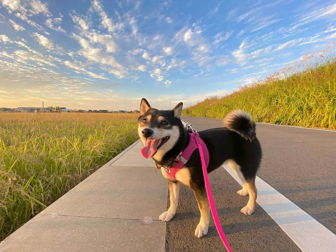 佐藤美央里さんのインスタグラム写真 - (佐藤美央里Instagram)「#今日のゆめこ 🐕🖤 10月も半ば、今年も残り少なくなりましたね‼︎最近は秋らしい天気が続いててお散歩も気持ちいいです🌾✨ 　 我が家の新居もそろそろ完成ということで、また新たなスタートです✊✨引越し後の荷解きのことを考えると憂鬱ですが笑笑 周りの人達に支えてもらい、充実した日々を送れることに感謝です😊」10月14日 23時43分 - miori_sato14