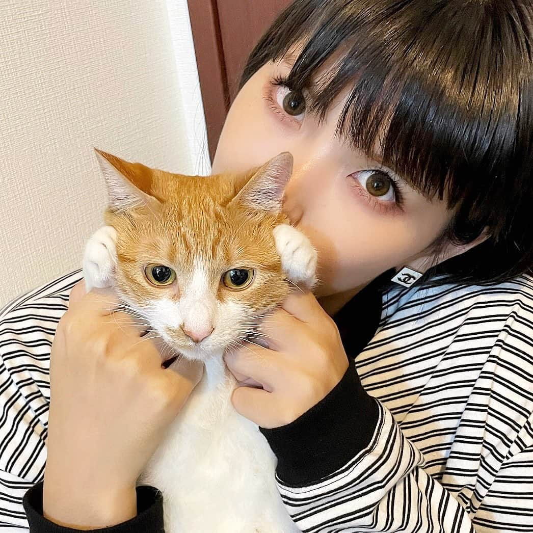 ききまるさんのインスタグラム写真 - (ききまるInstagram)「茶々ちゃん🐈」10月15日 0時39分 - kikigram_97