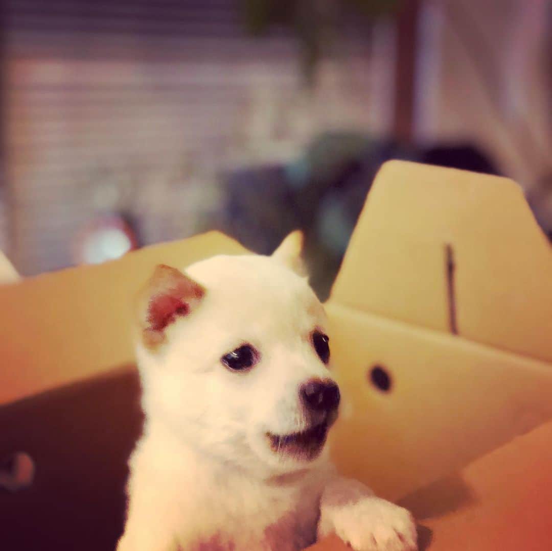 Willy Wonkaさんのインスタグラム写真 - (Willy WonkaInstagram)「懐かしの出会いの日。  #ようこそわが家へ  #こんにちは #0歳犬 #2頭飼い  #多頭飼い  #多頭飼い犬   #豆柴 #shiba #白豆柴 #dogsofinstagram  #赤ちゃん犬  #パピー犬 #舌がしまえない部  #舌が出ちゃう」10月15日 4時28分 - okushibu_dogs