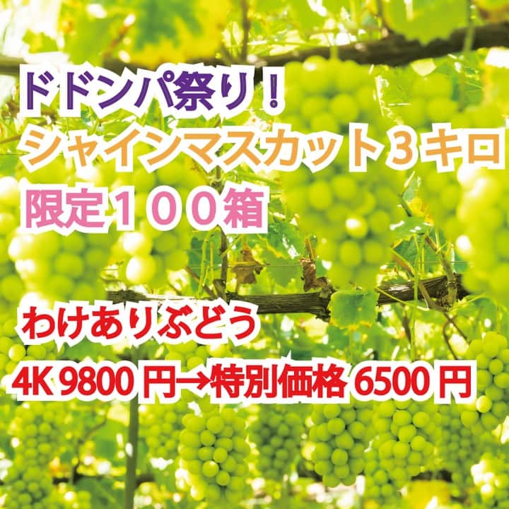 ツチと実のインスタグラム：「ドドンパシャイン祭り！始めました！ http://hototo.shop-pro.jp/?mode=cate&cbid=2197507&csid=0 ＃シャインマスカット  ＃特価  ＃大粒  ＃おいしい  ＃果物  ＃セール  ＃限定品」