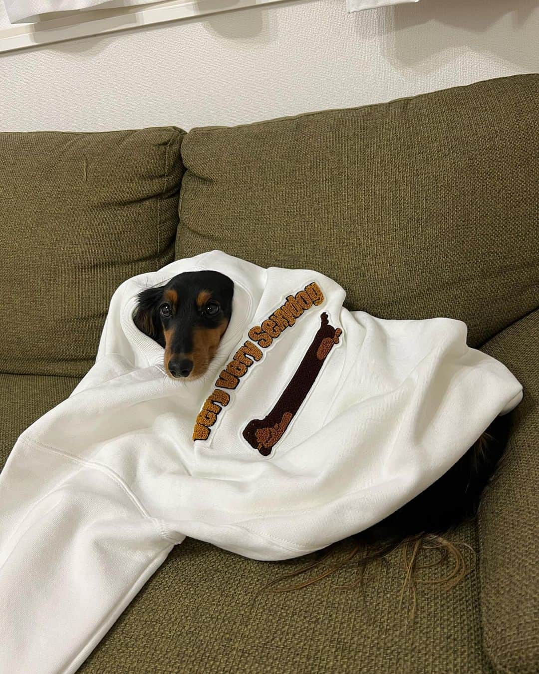すしらーめん《りく》のインスタグラム：「Very Very Sexy Dog再販しました！！ #veryverylongdog  #funmagic #ファッション #犬」