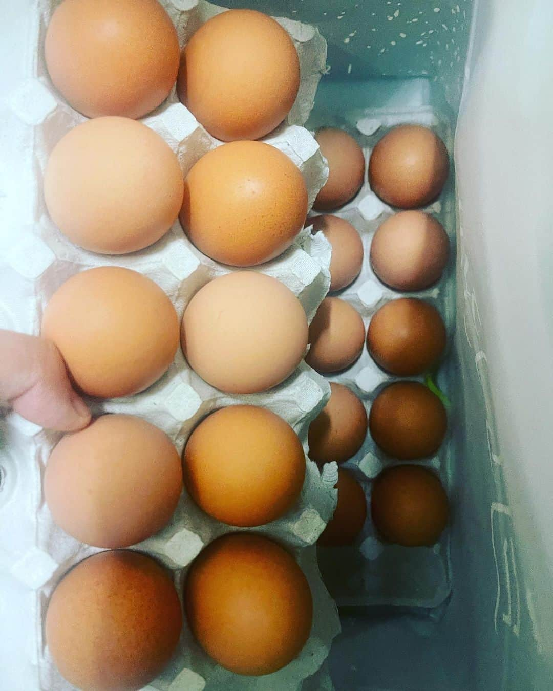 丸山桂里奈さんのインスタグラム写真 - (丸山桂里奈Instagram)「奇跡のたまご🥚 広島県神石高原町出身の大崎マネージャーの、実家は養鶏場なんです。 私が妊娠してから大崎さんのお母様が、葉酸が入っている卵があるからと大量にいただきました🍳葉酸なんて卵に入ってるの？と驚きながらも、葉酸だけではなくビタミンDまで😊 味はもちろん、見た目も可愛くかんじます❤️ お母様の優しさに癒されて、そしていつも大崎さんの優しさに触れながら過ごしているので、私のまわりにはとにかく優しさが滲み出たおでんのような方々がたくさんいます😃😊 大崎さんのお母様、ありがとうございます‼️😊❤️大切にいただきますっ❤️  #広島県 #神石高原町 #大崎マネージャー #EM卵天の恵み #大崎販売所 #広島県神石郡神石高原町桑木1048 #TELFAX0847-85-2728 #ご興味ある方はぜひ #いい意味で #インスタバエ」10月15日 17時35分 - karinamaruyama