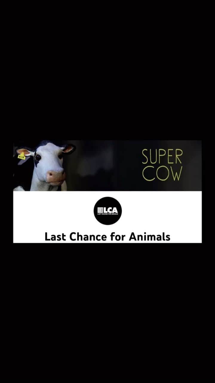 しばのんのインスタグラム：「Super Cow  https://youtu.be/AXeuRXWsQaY   #Vegan #ベジタリアン #animalrights #牛」