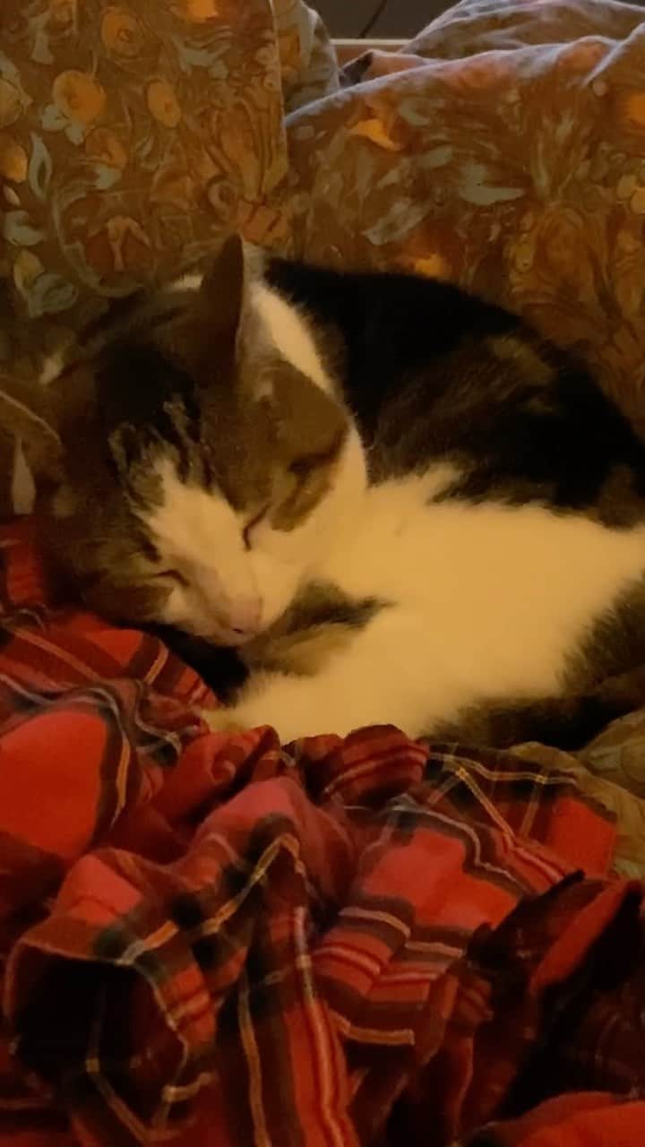 Misty The Moggieのインスタグラム