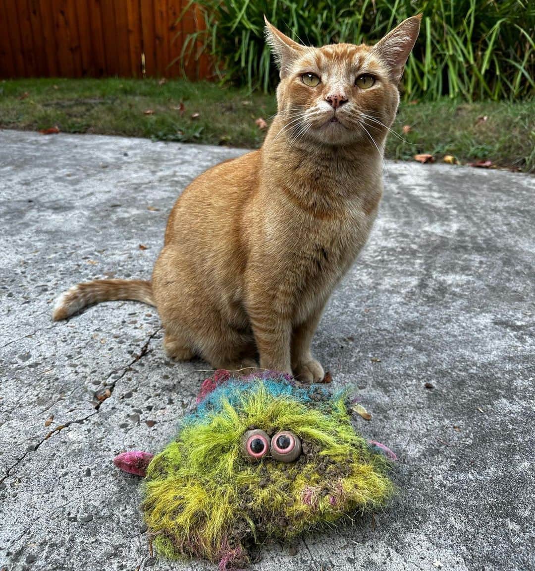 Snorri Sturlusonのインスタグラム：「STOLEN: night of 10/15, Snorri comes out of retirement to steal this horrific mud-encrusted creature. Great job, my best kitty! #hillsborooregon #pnw #shutepark #catburglar」