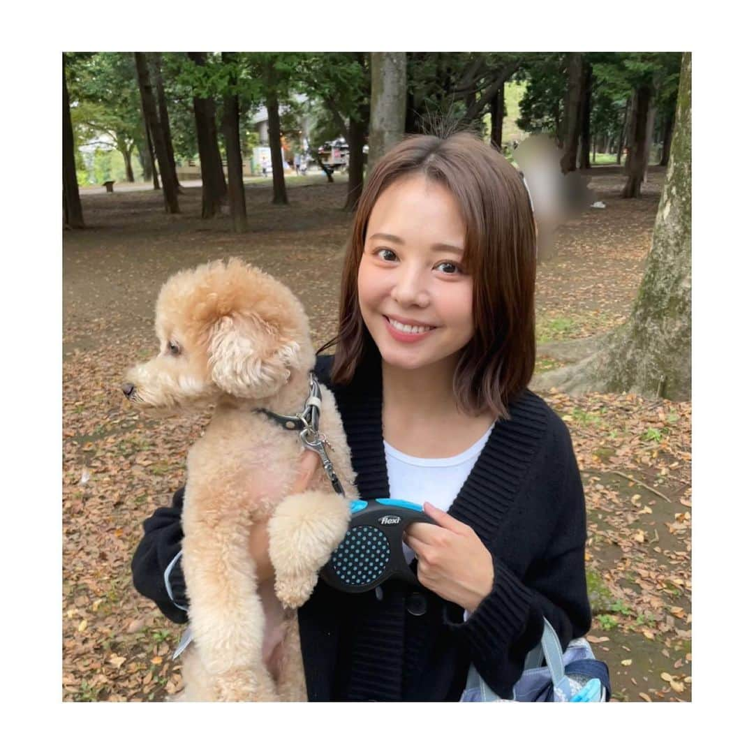 宮澤智のインスタグラム：「★ 秋、楽しんでますか🍂 といってもまだ暑い日もありますね😅 久々にドッグランに行きましたが たくさんのワンちゃんたちが集まってました〜🐶  リアンそっぽ向いてます笑  #ドッグラン #散歩 #トイプードル」