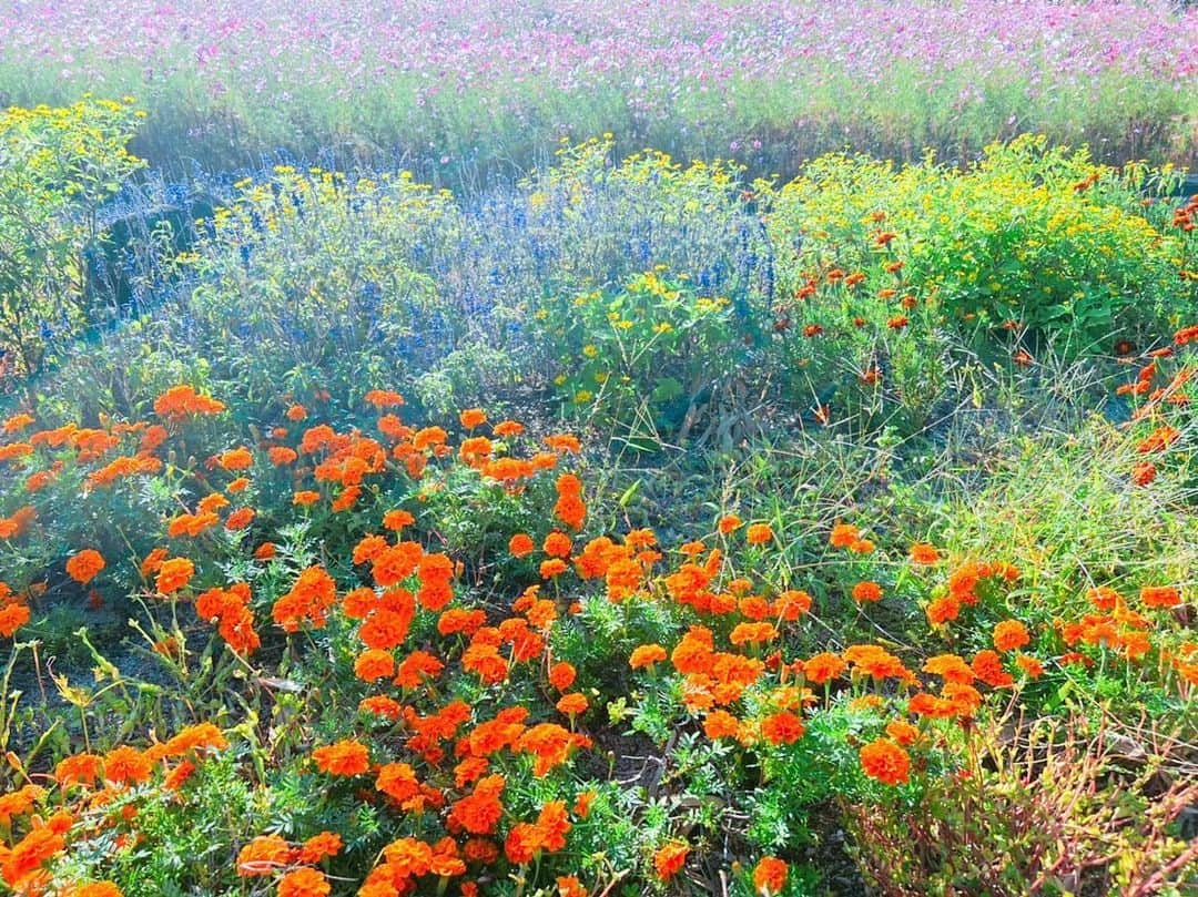 あびる優のインスタグラム：「かわいい美しいお花畑🥰💐✨  #flowers#flower#lavender#cosmos#marigold#beautiful#お花#花#お花畑#ラベンダー#コスモス#マリーゴールド#💐#🌼」