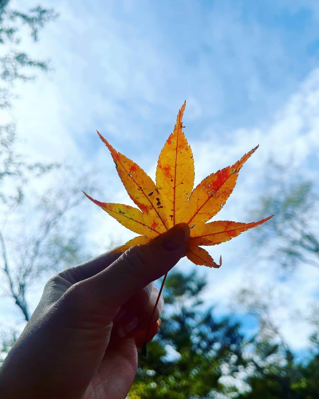 下村彩里さんのインスタグラム写真 - (下村彩里Instagram)「全国各地のロケ先でコツコツためている #みっけ　たち🍁🍃  都心ではまだ色付いている所は少ないですが 群馬や栃木など... 少し足をのばすと秋を感じます🍁  #1枚目は #もちろん #ハロウィーン🧟‍♀️に向けた #デコレーション #街で #最近増え始めた #ハロウィーングッズ #自動センサーで　　 #前を通ると #笑い出したり #喋り出す #お化けのぬいぐるみに #本気でドキッとします涙  　  #秋#秋みっけ#秋写真#秋を感じる#季節を楽しむ#季節写真#日本の秋#下村彩里 #autumn#fourseasons#japaneseautumn」10月17日 0時21分 - sairi.shimomura_ex