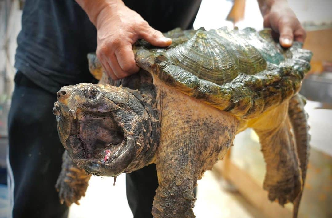 まっすーのインスタグラム：「本日はオーナーズフィッシュさんで飼育されているワニガメの餌やりの様子や、何故ワニガメやカミツキガメは規制され飼えなくなったのか？についての内容をYouTubeにて公開します！お楽しみに！！ #爬虫類 #ペット #ワニガメ #カミツキガメ #reptile #animals #pets」