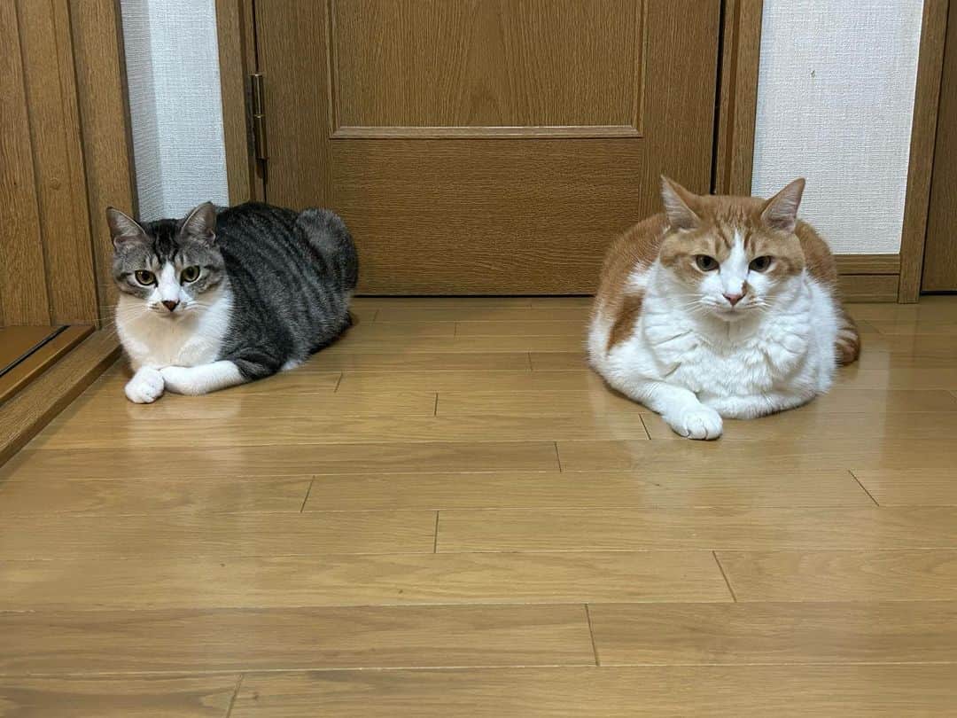 きなり & むぎさんのインスタグラム写真 - (きなり & むぎInstagram)「*̣̩⋆̩* . ぽかぽか休日☀︎ . むぎお兄さんを リスペクトくう。 よーく真似っ子しております🫶 かあいいね꒰ ¨̮ ꒱⸝♡ . きょうはあまりにも ぽかぽか陽気すぎて カメムシ大量発生😇 ほんとにいや！😭 くうもようやくカメムシ慣れ⇽ (毎回かじっておえおえしてた😇) . #にゃんすたぐらむ #猫のいる暮らし #山形ねこ部 #お口模様の会  #むぎくう」10月16日 17時01分 - kinari_to_mugi.m