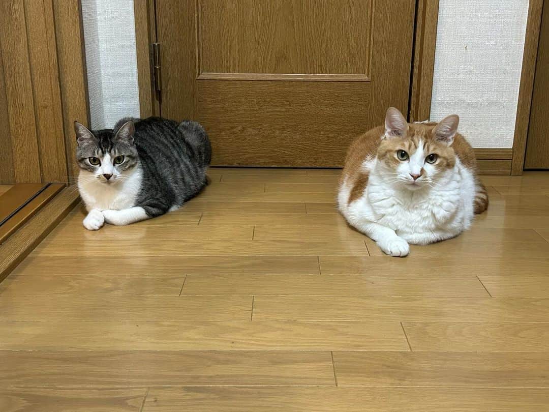 きなり & むぎさんのインスタグラム写真 - (きなり & むぎInstagram)「*̣̩⋆̩* . ぽかぽか休日☀︎ . むぎお兄さんを リスペクトくう。 よーく真似っ子しております🫶 かあいいね꒰ ¨̮ ꒱⸝♡ . きょうはあまりにも ぽかぽか陽気すぎて カメムシ大量発生😇 ほんとにいや！😭 くうもようやくカメムシ慣れ⇽ (毎回かじっておえおえしてた😇) . #にゃんすたぐらむ #猫のいる暮らし #山形ねこ部 #お口模様の会  #むぎくう」10月16日 17時01分 - kinari_to_mugi.m