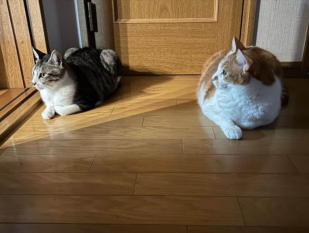 きなり & むぎさんのインスタグラム写真 - (きなり & むぎInstagram)「*̣̩⋆̩* . ぽかぽか休日☀︎ . むぎお兄さんを リスペクトくう。 よーく真似っ子しております🫶 かあいいね꒰ ¨̮ ꒱⸝♡ . きょうはあまりにも ぽかぽか陽気すぎて カメムシ大量発生😇 ほんとにいや！😭 くうもようやくカメムシ慣れ⇽ (毎回かじっておえおえしてた😇) . #にゃんすたぐらむ #猫のいる暮らし #山形ねこ部 #お口模様の会  #むぎくう」10月16日 17時01分 - kinari_to_mugi.m