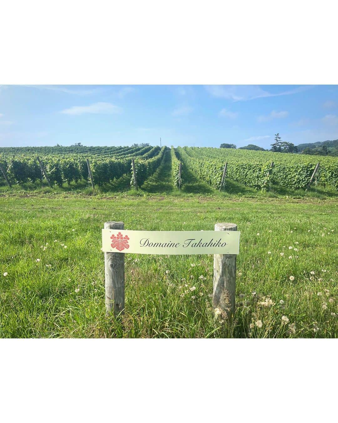 佐々木希さんのインスタグラム写真 - (佐々木希Instagram)「前になりますが、夏の思い出🍇 憧れのナチュラルワインのワイナリー巡り。北海道の余市町にて🌱 生産者の方々から色々なお話を聞かせていただいたりと貴重な経験。畑もそれぞれまた全然違って面白かったな✨ ありがとうございます😌  #ドメーヌタカヒコ #ドメーヌモン #ドメーヌアツシスズキ  #DomaineTakahiko #DomaineMont #DomaineAtsushiSuzuki  #北海道#余市町」10月16日 18時13分 - nozomisasaki_official