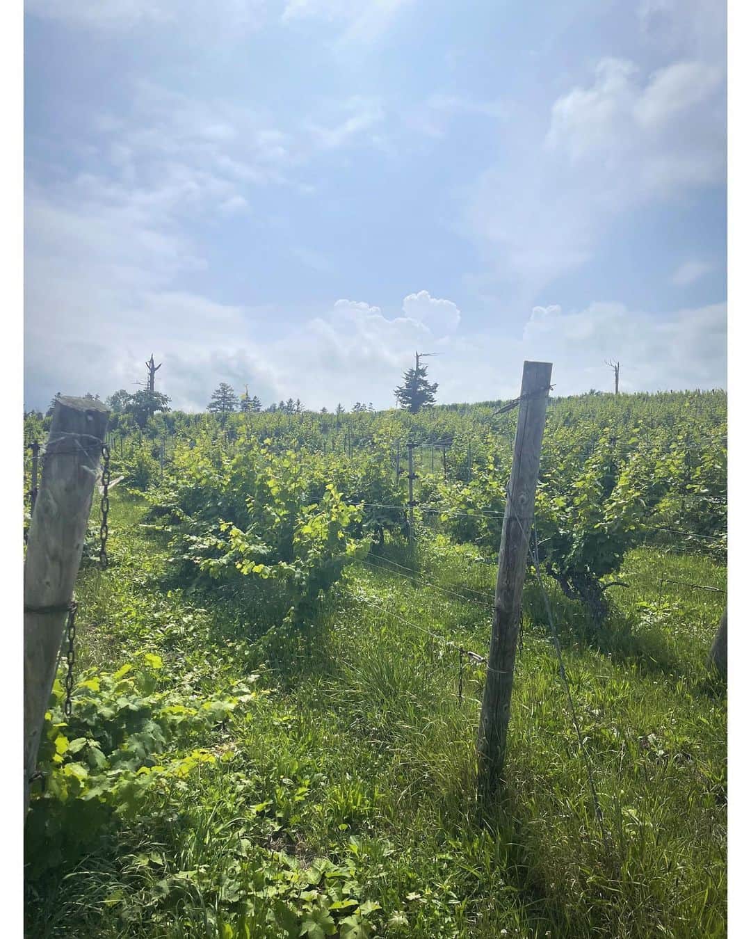 佐々木希さんのインスタグラム写真 - (佐々木希Instagram)「前になりますが、夏の思い出🍇 憧れのナチュラルワインのワイナリー巡り。北海道の余市町にて🌱 生産者の方々から色々なお話を聞かせていただいたりと貴重な経験。畑もそれぞれまた全然違って面白かったな✨ ありがとうございます😌  #ドメーヌタカヒコ #ドメーヌモン #ドメーヌアツシスズキ  #DomaineTakahiko #DomaineMont #DomaineAtsushiSuzuki  #北海道#余市町」10月16日 18時13分 - nozomisasaki_official
